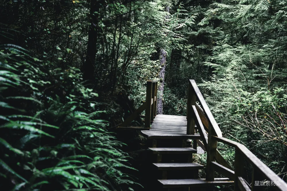 高清摄影 森林 木桥 自然 徒步 风景 森林中的木桥