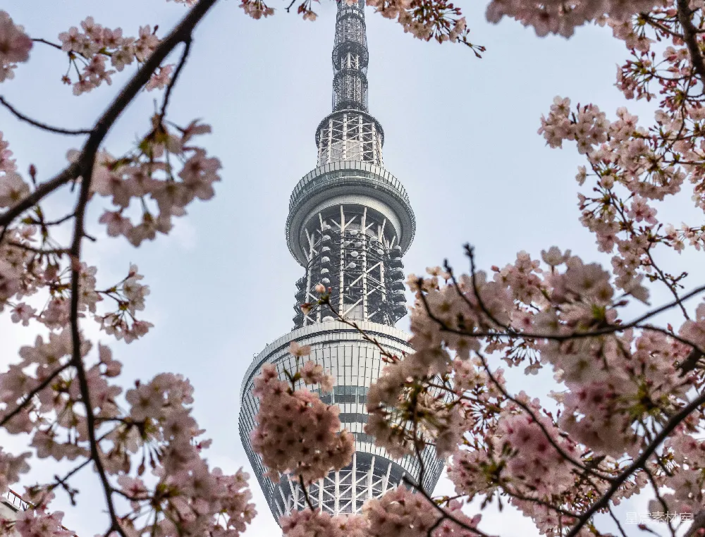 高清摄影 东京 樱花 地标 春季 城市 东京晴空塔与樱花
