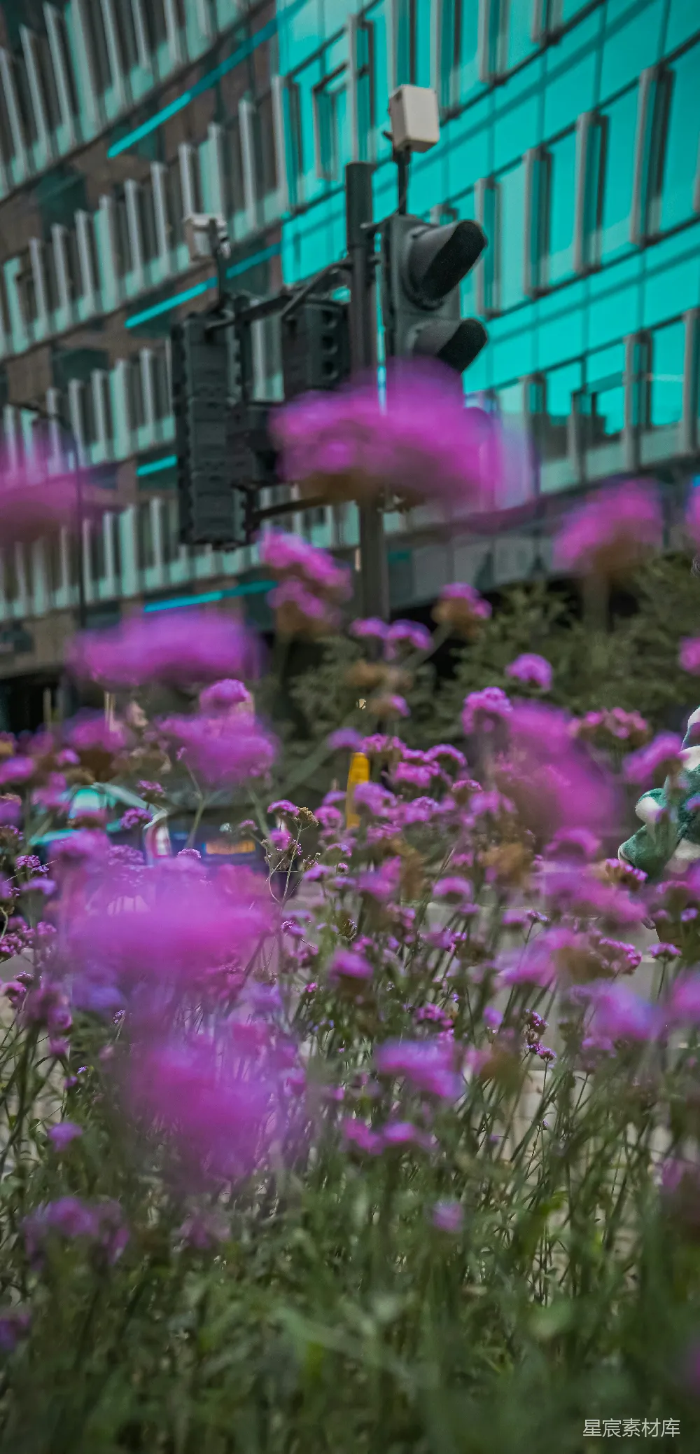 高清摄影 城市 花卉 街景 自然 艺术 城市中的紫色花海