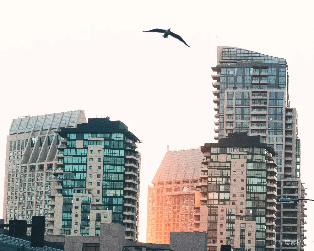 高清摄影 城市 建筑 鸟 现代 都市 城市与飞鸟