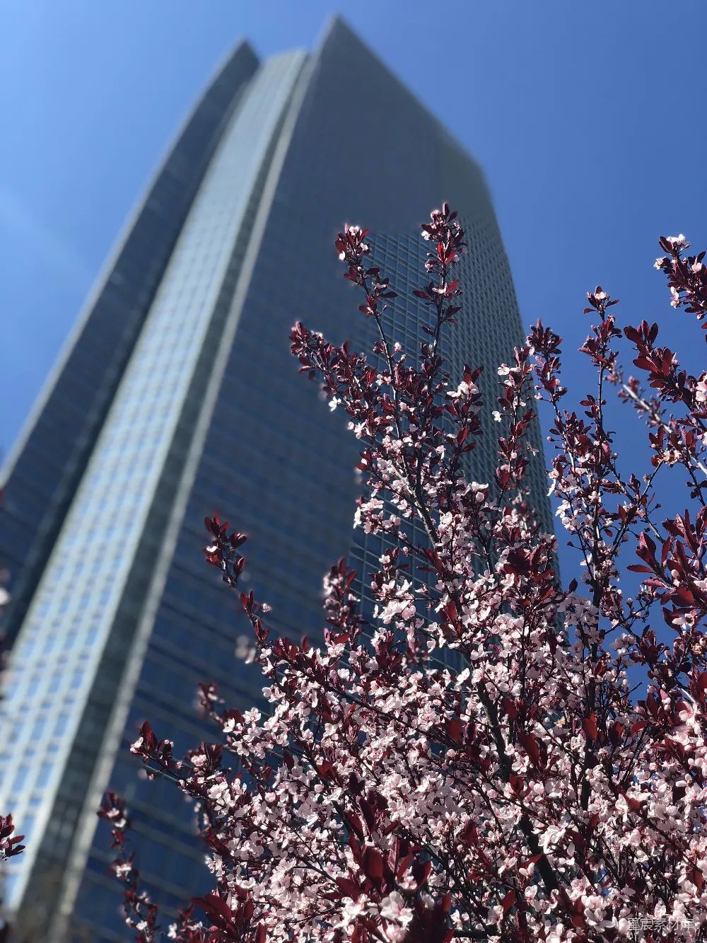 高清摄影 城市景观 现代建筑 自然美景 都市绿洲 和谐共生 城市与自然的和谐共生