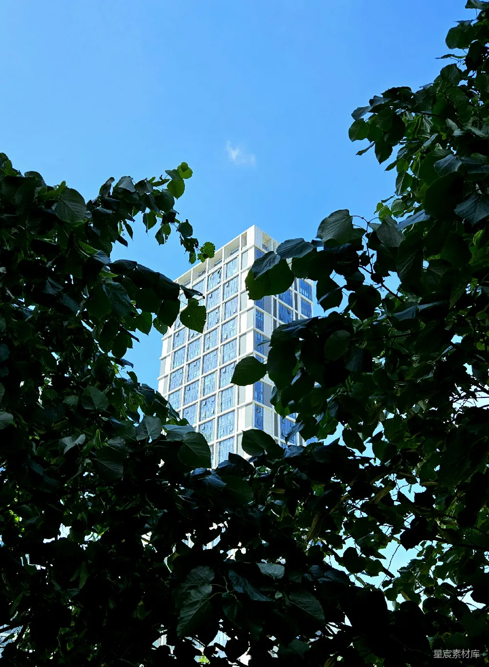 高清摄影 自然与现代 城市风景 高楼大厦 树叶 天空 高楼与绿叶的自然与现代交织