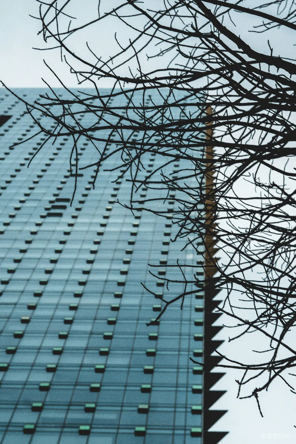 高清摄影 建筑 自然 几何 现代 结构 树枝与建筑的交错