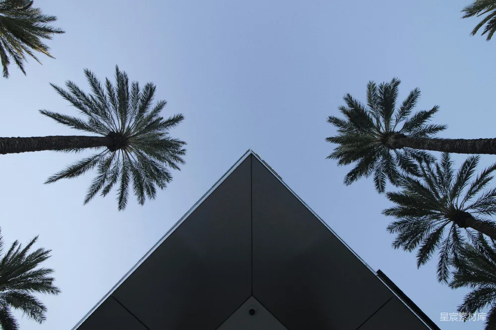 高清摄影 棕榈树 现代建筑 建筑摄影 户外场景 城市风光 棕榈树下的现代建筑