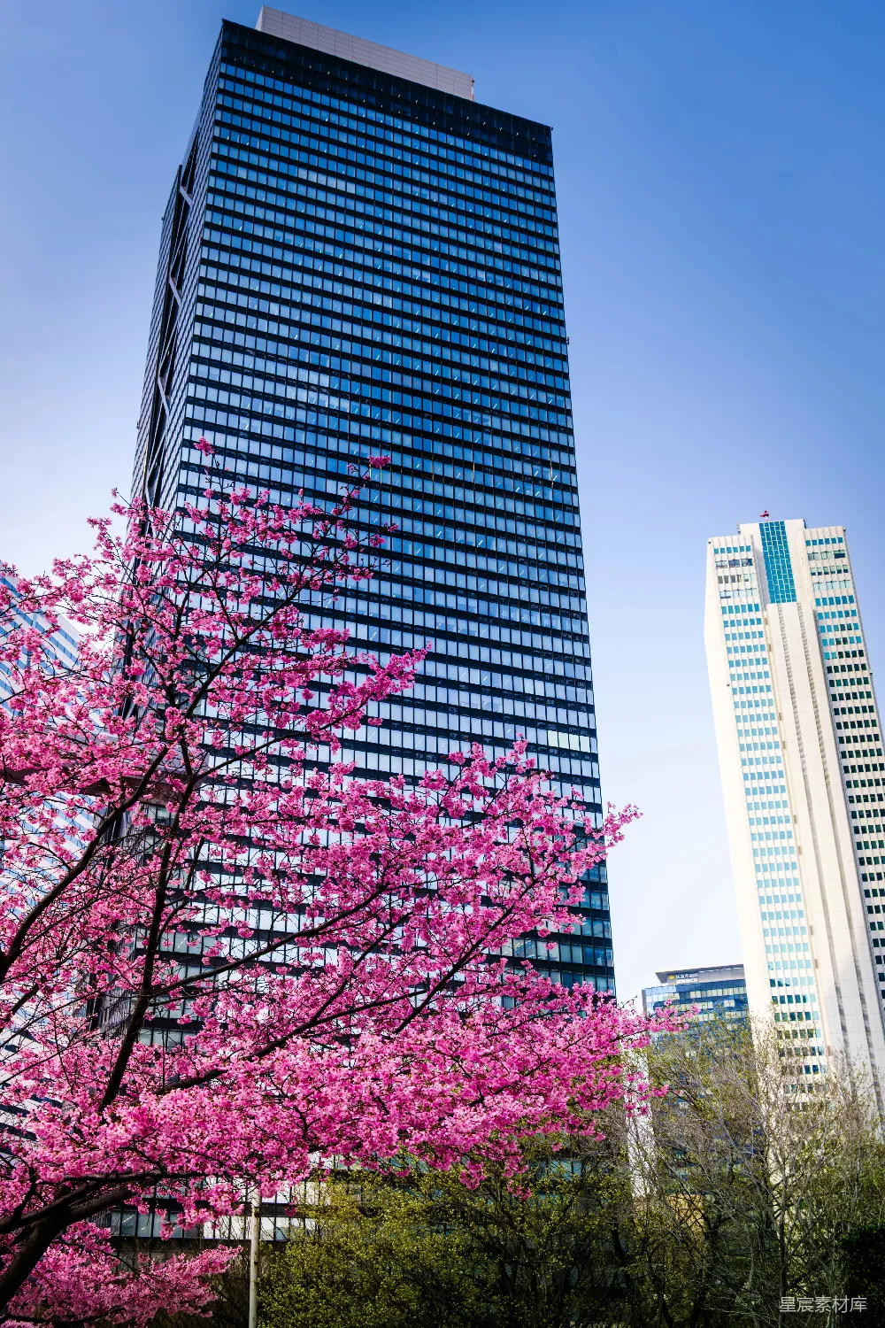 高清摄影 城市 春天 自然与建筑 建筑艺术 城市风光 都市中的樱花盛开