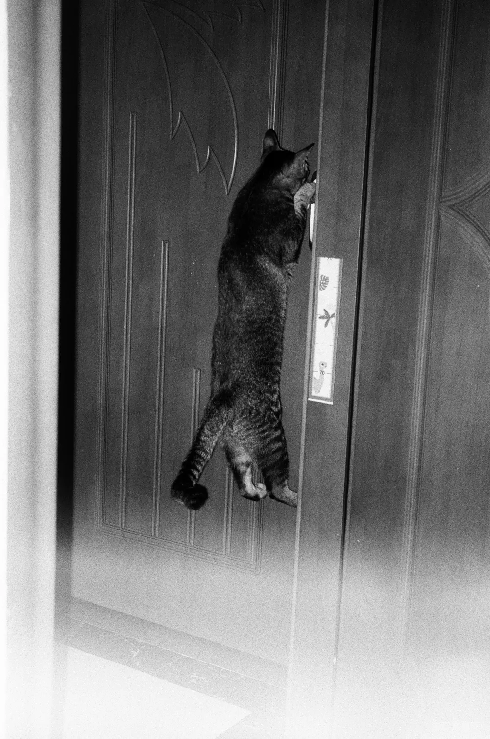 高清摄影 猫 门 幽默 日常生活 黑白摄影 猫敲门