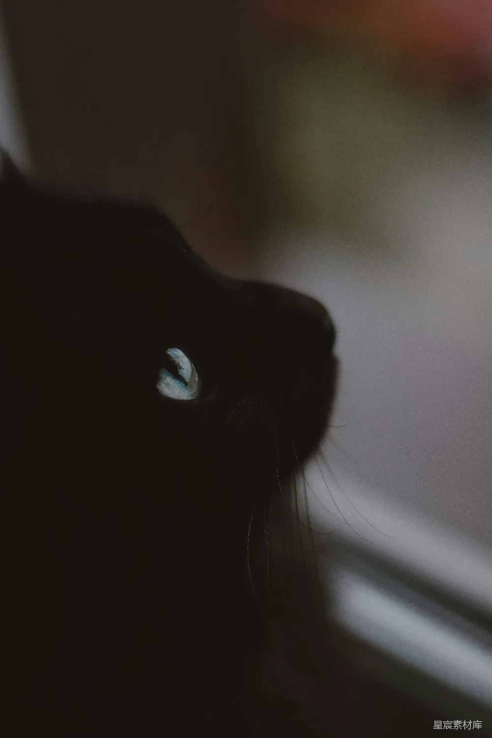 高清摄影 猫 神秘 深邃 光影 动物 神秘的黑猫
