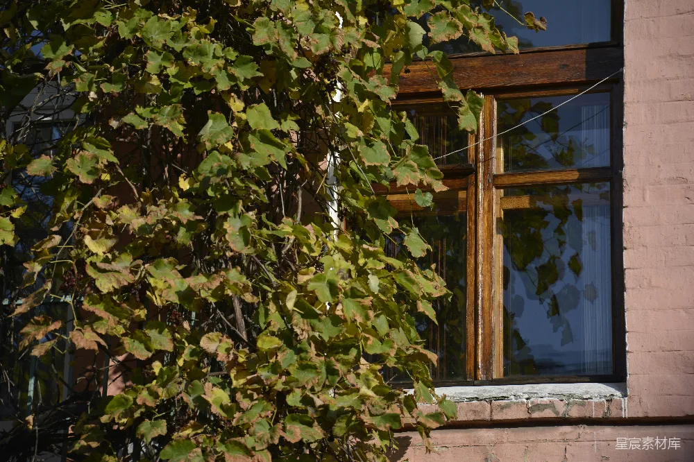 高清摄影 植物 建筑 自然 复古 窗户 藤蔓与老窗