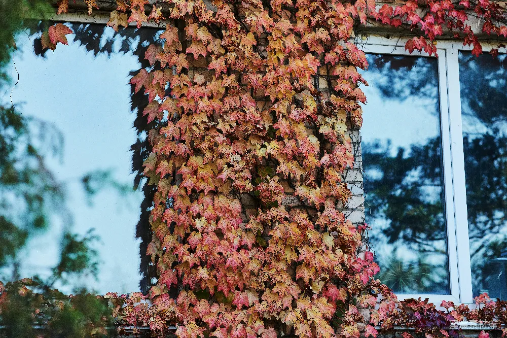 高清摄影 秋天 自然 建筑 风景 季节 秋日砖墙上的爬山虎