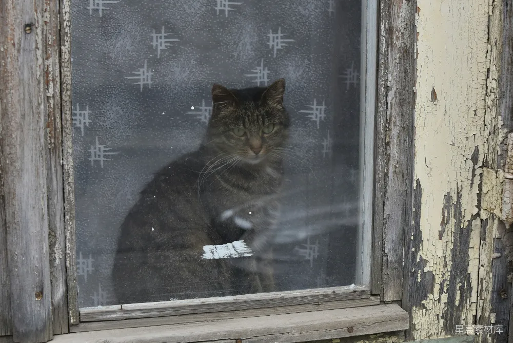 高清摄影 猫咪 窗外 窗户 复古 宁静 窗外的猫咪
