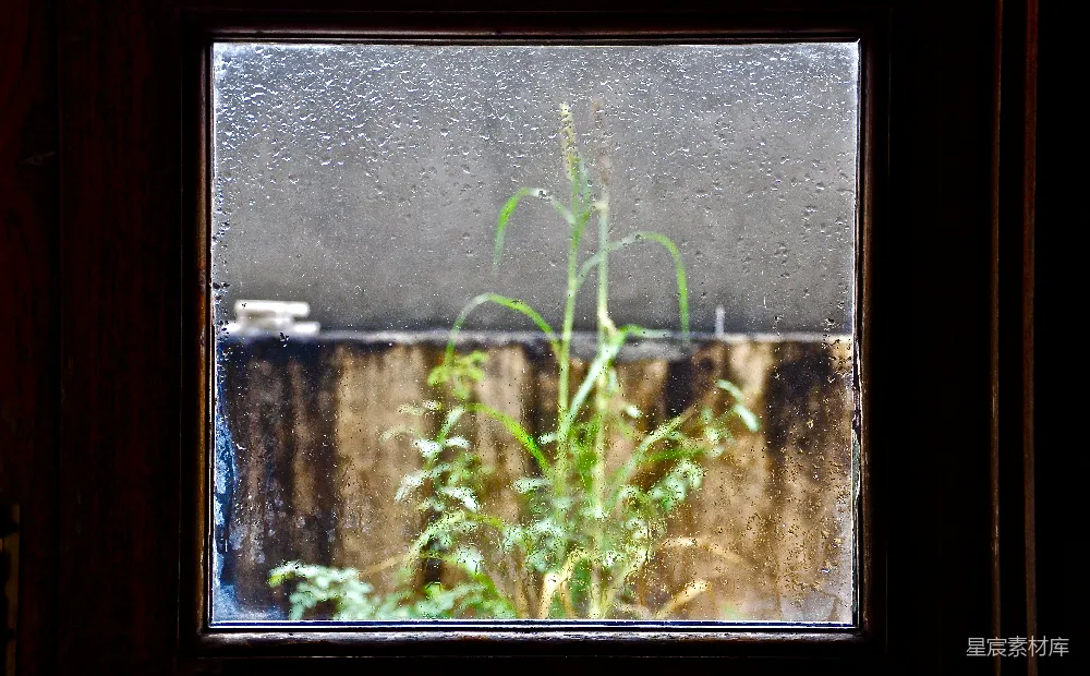 高清摄影 雨天 窗户 植物 自然 室内 雨中的窗台植物