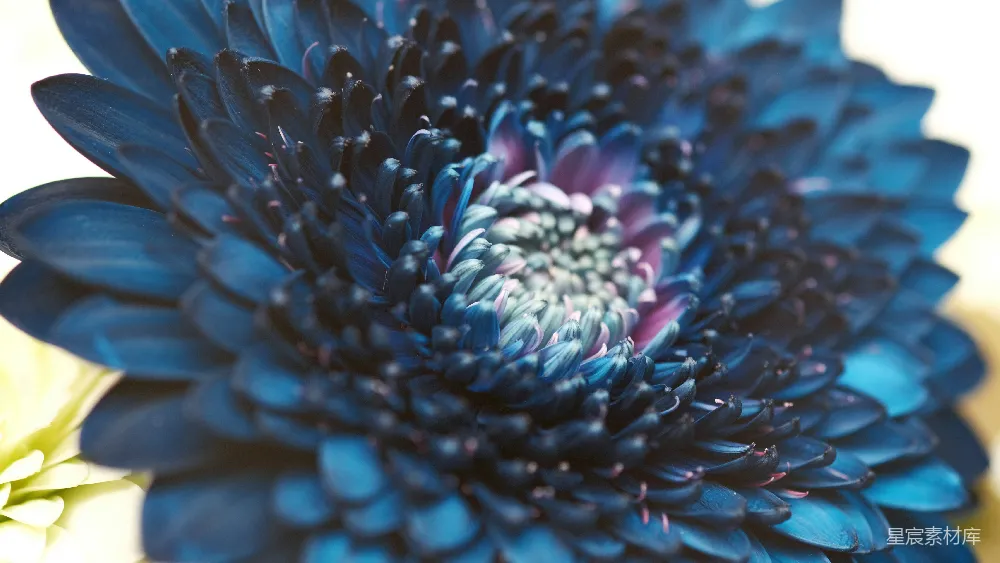 高清摄影 菊花 特写 蓝色 自然 花卉 蓝色渐变的菊花特写