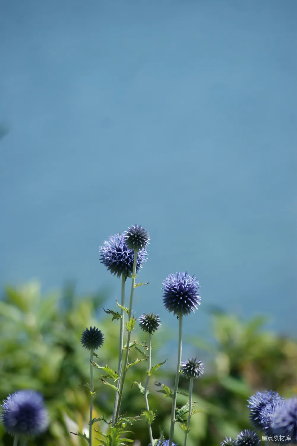 高清摄影 花朵 自然 蓝色 清新 户外 蓝色球状花朵与蓝天