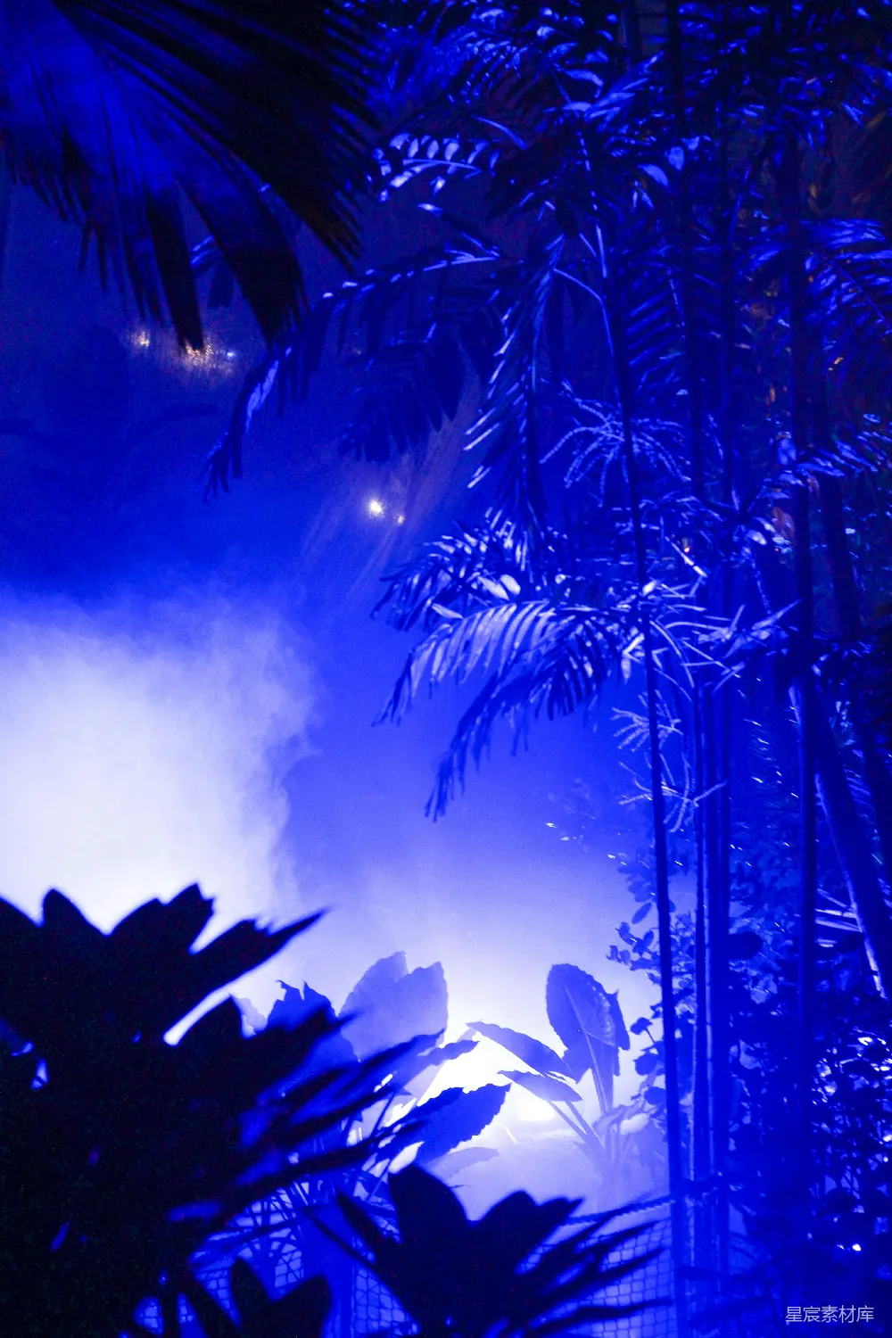 高清摄影 夜景 热带雨林 蓝色调 神秘 自然 夜色中的热带雨林