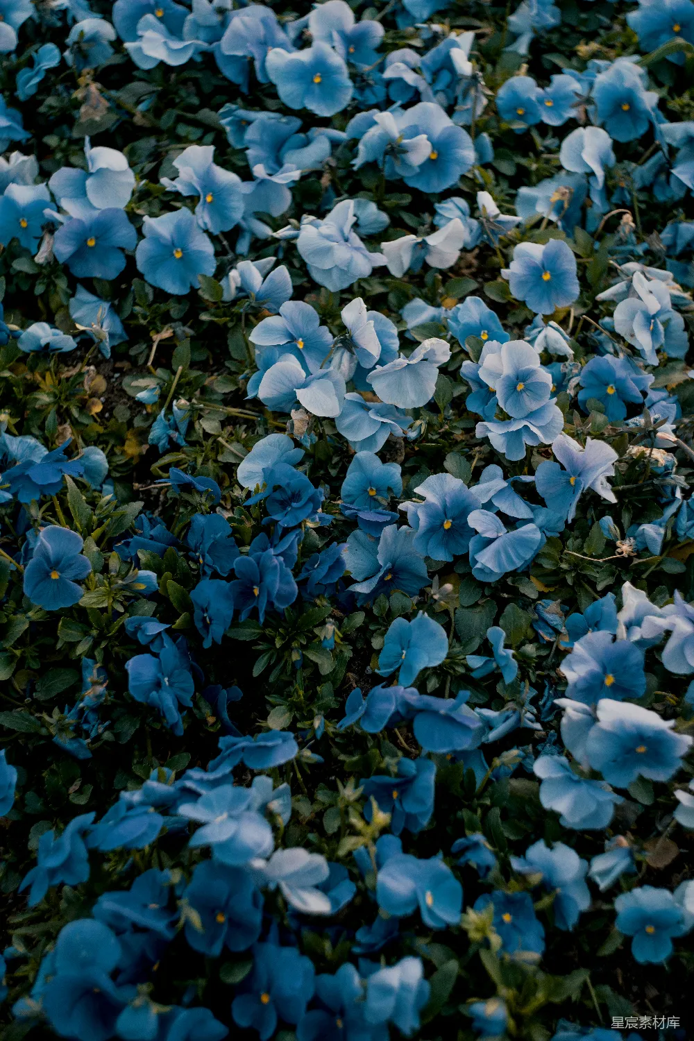 高清摄影 花朵 自然 宁静 春天 户外 蓝色的三叶草
