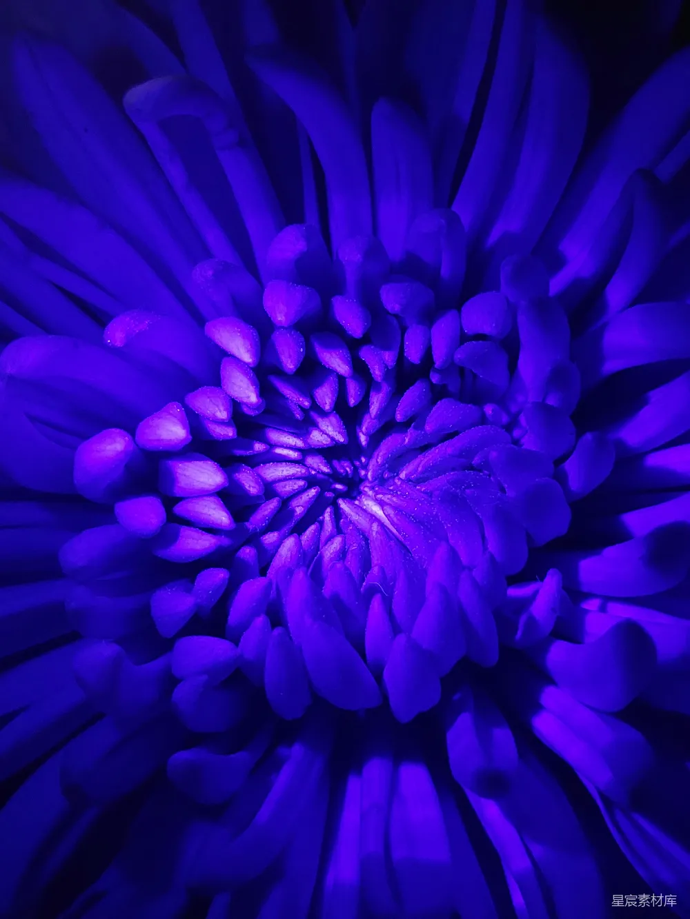 高清摄影 花朵 紫色 自然 微观 艺术 深邃的紫色花朵