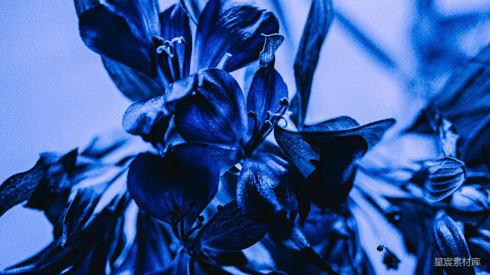 高清摄影 花卉 蓝色 特写 自然 艺术 蓝调花卉特写