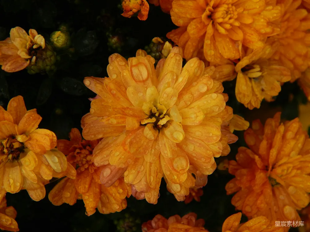 高清摄影 菊花 雨后 自然 花卉 秋季 雨后金黄菊花