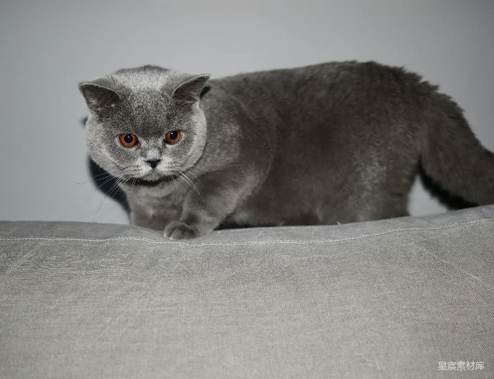 高清摄影 宠物 猫 英短 室内 静谧 英短猫的优雅时刻