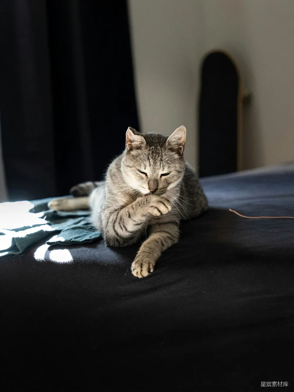 高清摄影 猫咪 宠物 阳光 宁静 家居 阳光下的猫咪