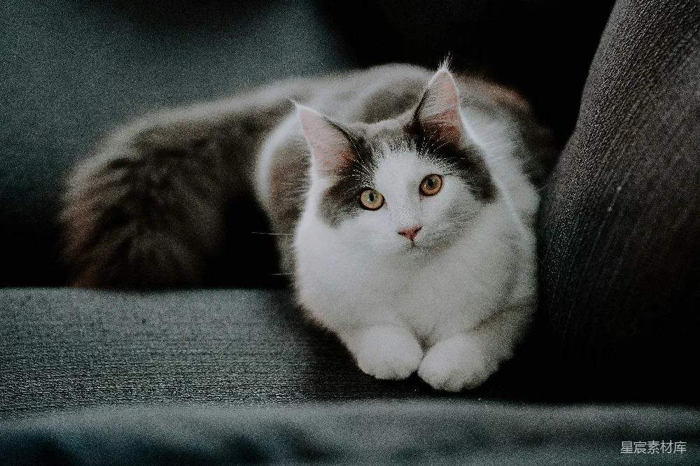 高清摄影 猫咪 萌宠 沙发 宁静 家 萌猫趴在沙发上