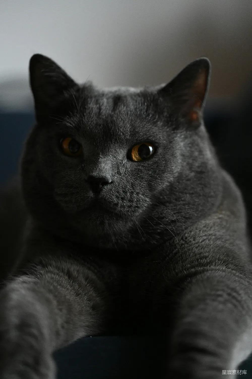 这是一张特写的灰色猫咪照片，其毛发浓密，眼神锐利，散发出一种神秘而优雅的气息。背景模糊，突出了猫咪的主体。这张图片适合用作宠物店、动物主题的宣传图片或作为宠物爱好者的桌面背景。