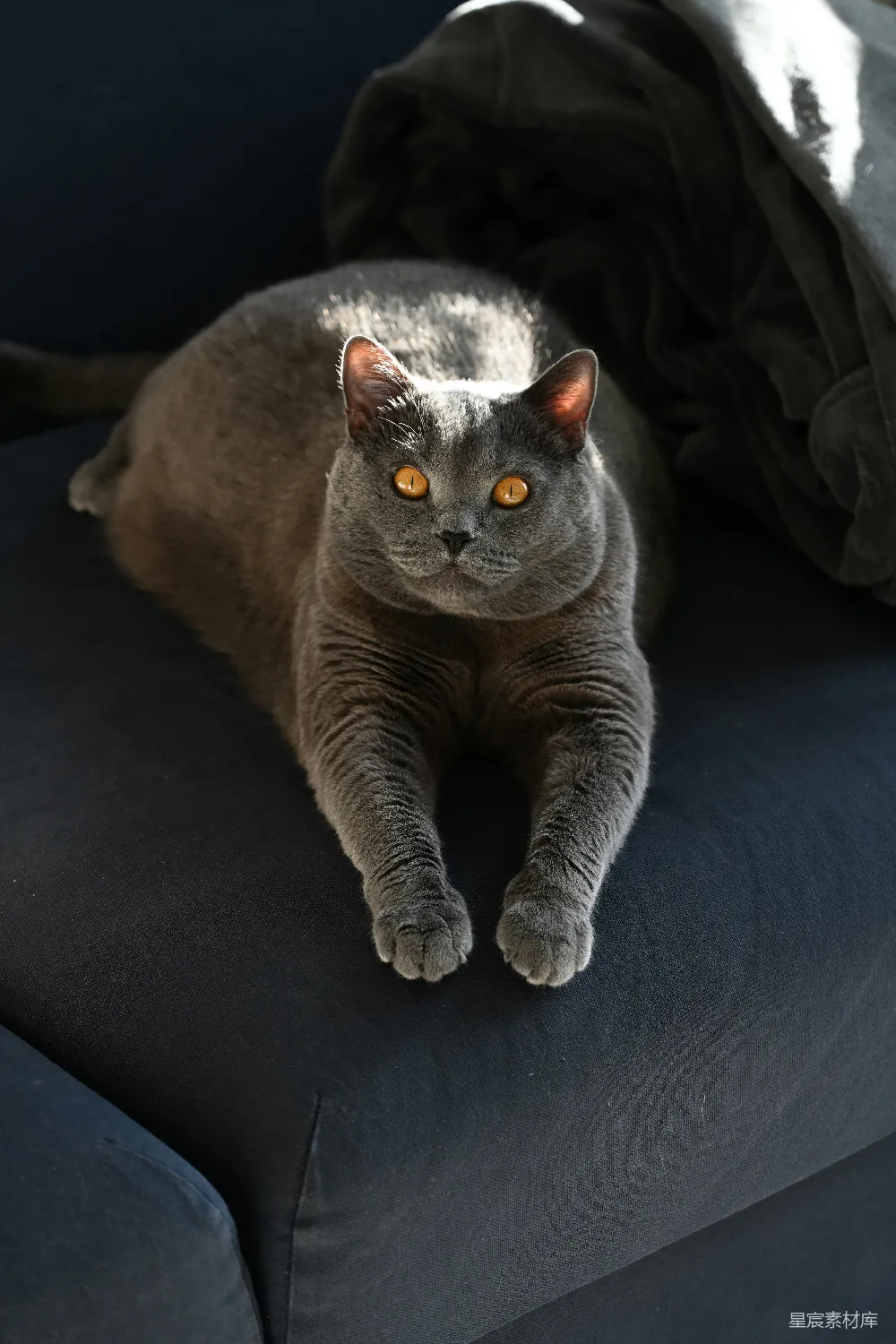 高清摄影 猫 宠物 深灰色 英短 宁静 深灰色英短猫的宁静时刻