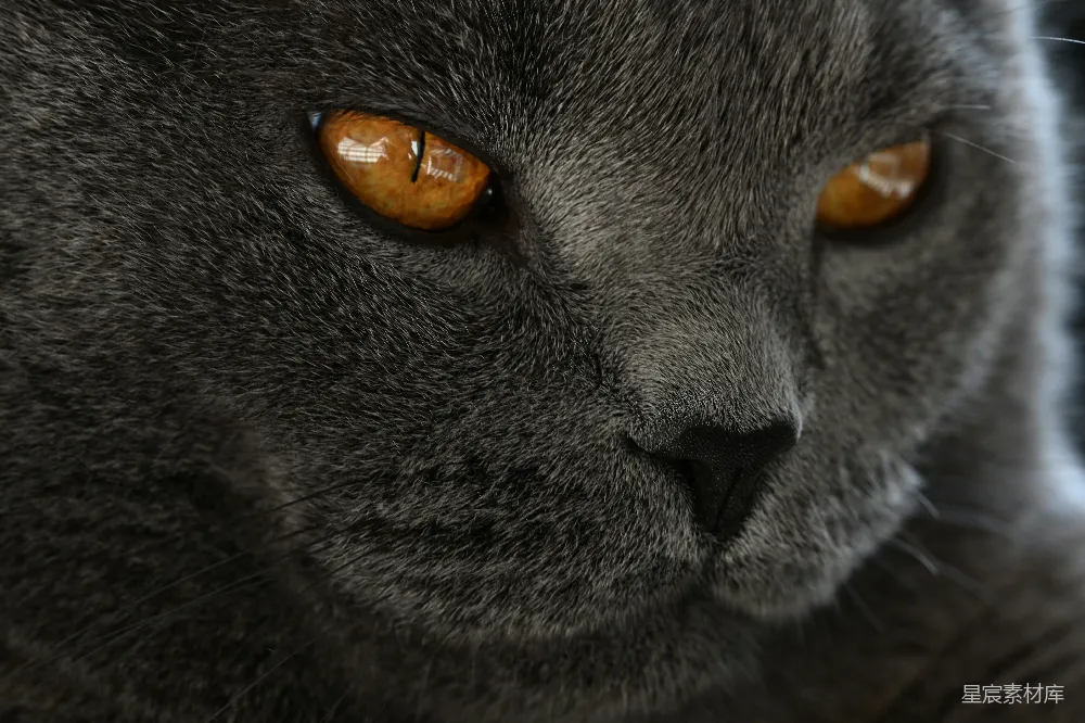 高清摄影 猫 动物 特写 自然 神秘 神秘的灰猫：金色的眼睛