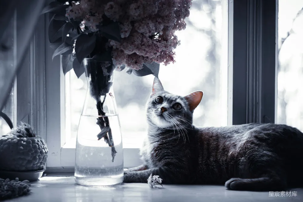 高清摄影 猫咪 花卉 静谧 室内 温馨 窗台上的猫咪与花束