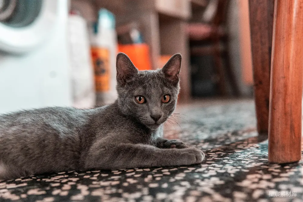 高清摄影 猫咪 静谧 室内 宠物 生活 灰色猫咪的宁静时刻