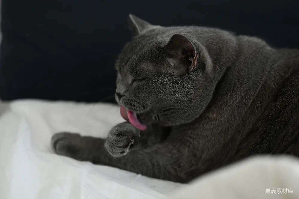 高清摄影 猫咪 慵懒 伸懒腰 灰色 室内 慵懒的灰色猫咪伸懒腰
