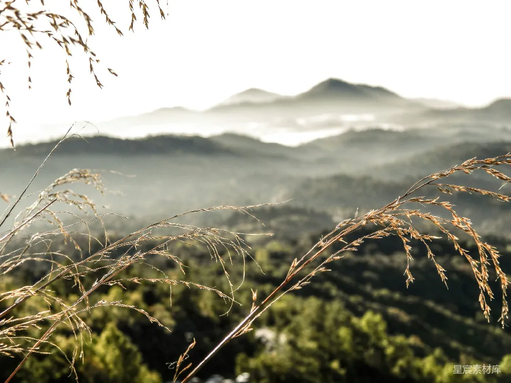 高清摄影 自然风光 清晨 山峦 植物 宁静 晨光中的山野