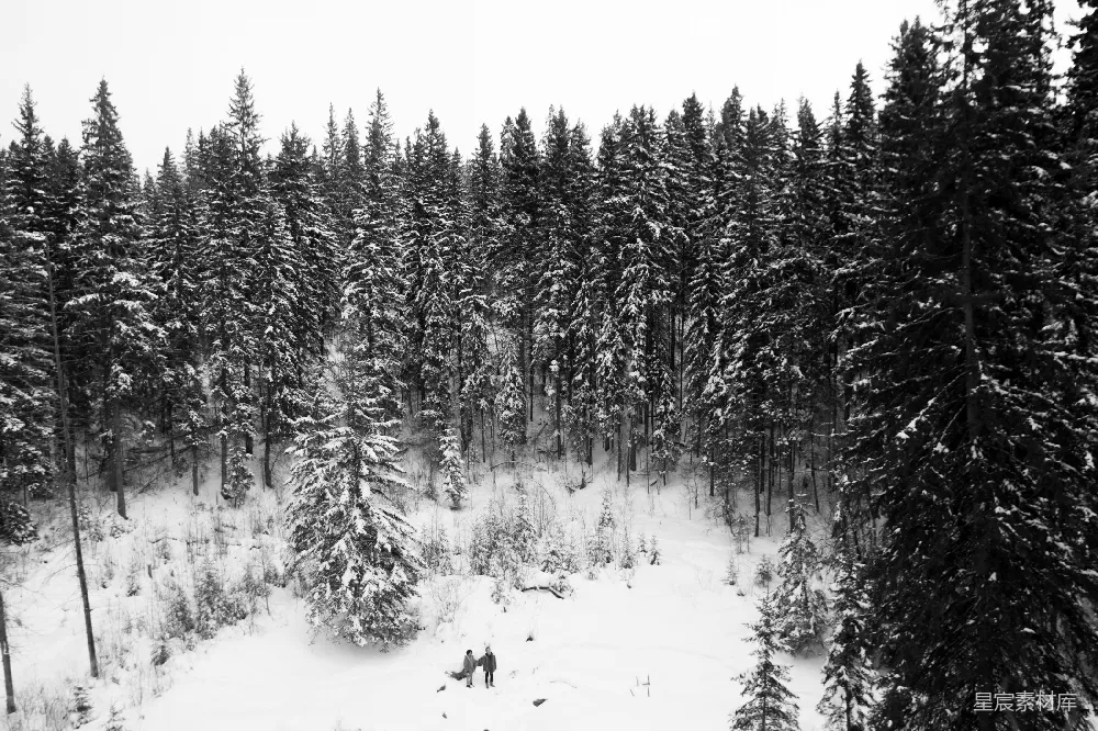 高清摄影 雪景 自然 森林 冬季 宁静 雪中的森林小径