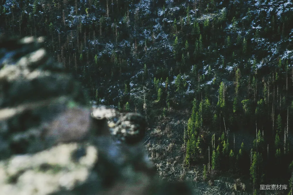 高清摄影 森林 自然 风景 宁静 户外 森林中的秘密窥视