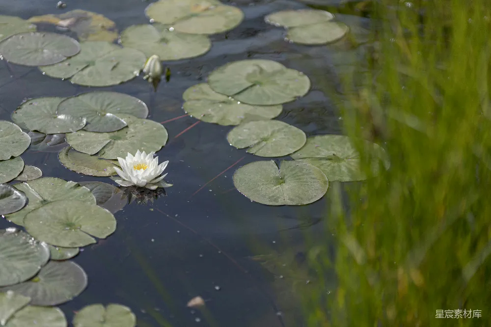 高清摄影 荷花 自然 宁静 水景 夏日 静谧的池塘