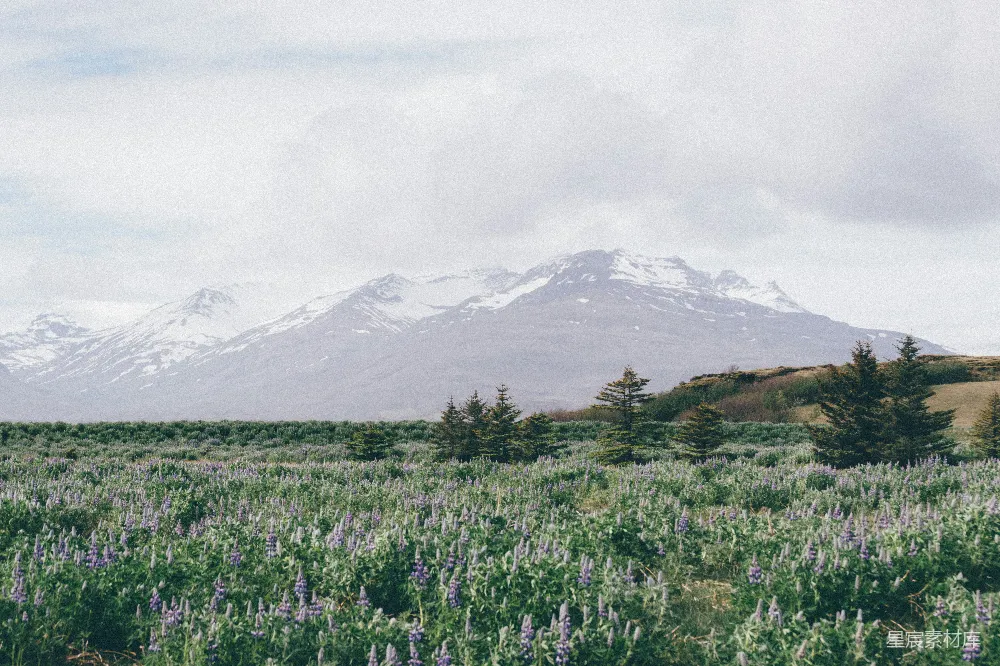 高清摄影 自然风光 旅游摄影 雪山 花海 宁静 雪山下的花海