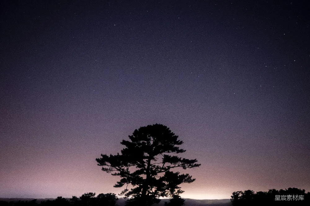 高清摄影 夜景 松树 星空 静谧 自然 夜空下的松树