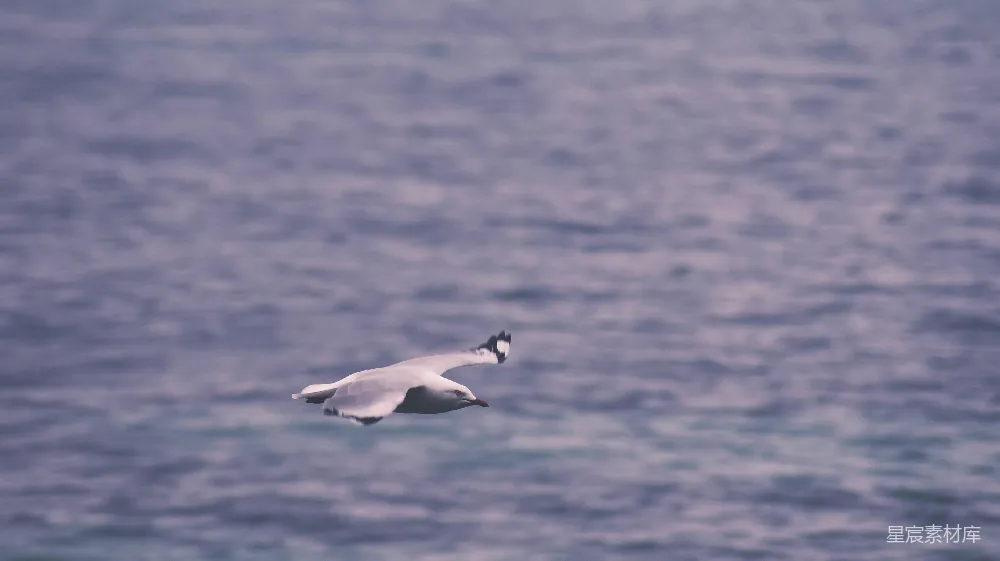 高清摄影 海鸥 飞翔 自然 宁静 海洋 海鸥掠过海面