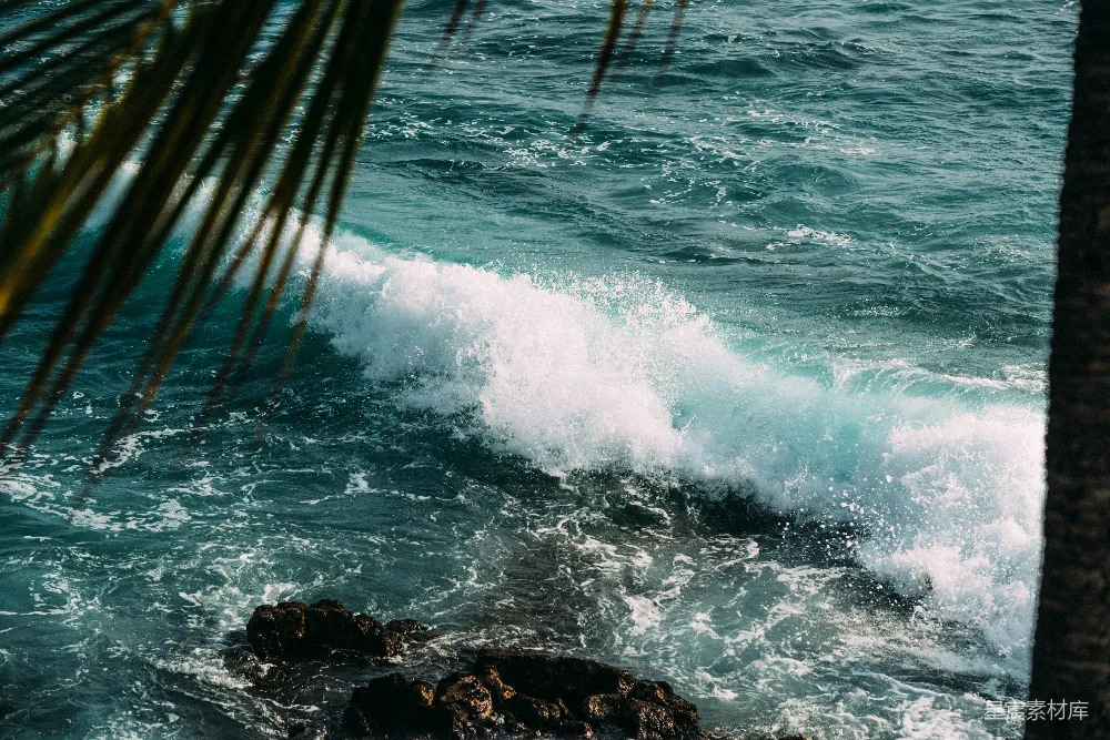 高清摄影 海浪 自然 棕榈树 海岸 海洋 海浪与棕榈