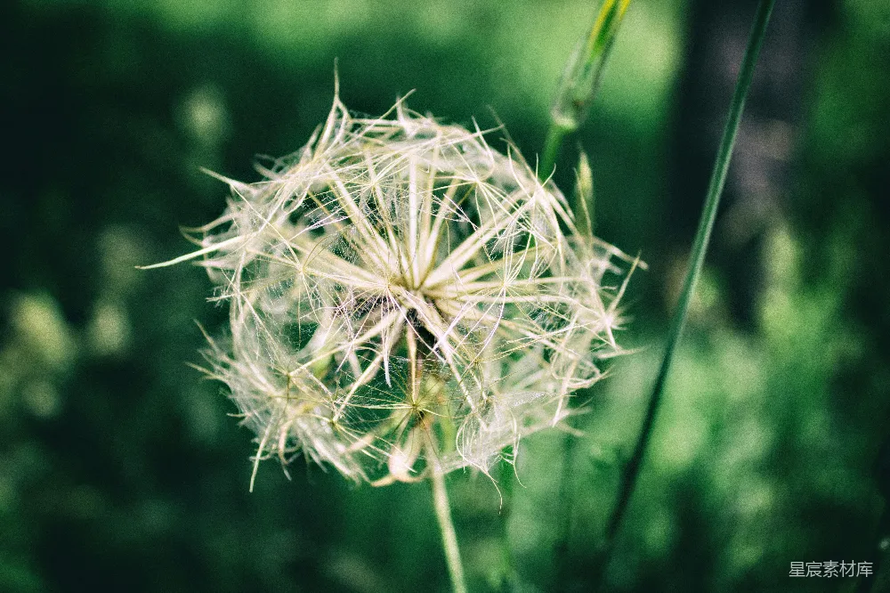 高清摄影 自然 植物 绿色 微距 宁静 蒲公英的种子
