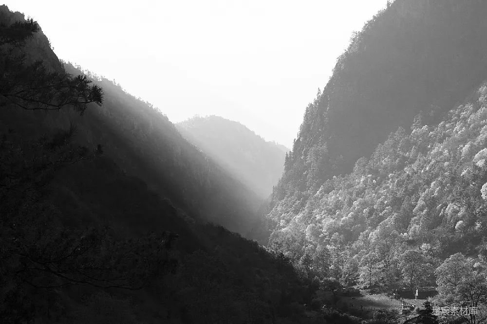 高清摄影 山林 雾气 黑白 自然 宁静 雾中森林