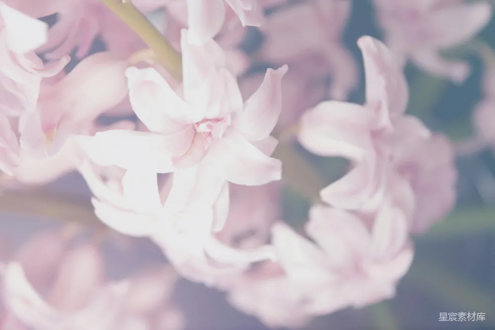 高清摄影 花卉 淡雅 自然 柔和 摄影 淡雅粉花
