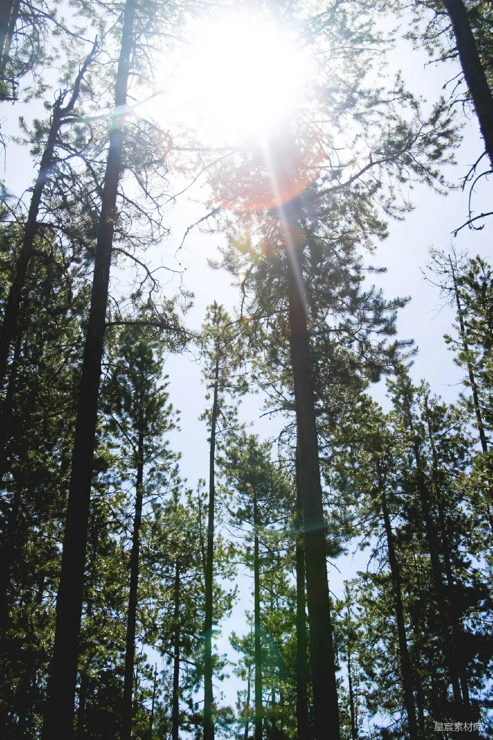 高清摄影 自然风光 森林 阳光 宁静 户外 阳光透过松林
