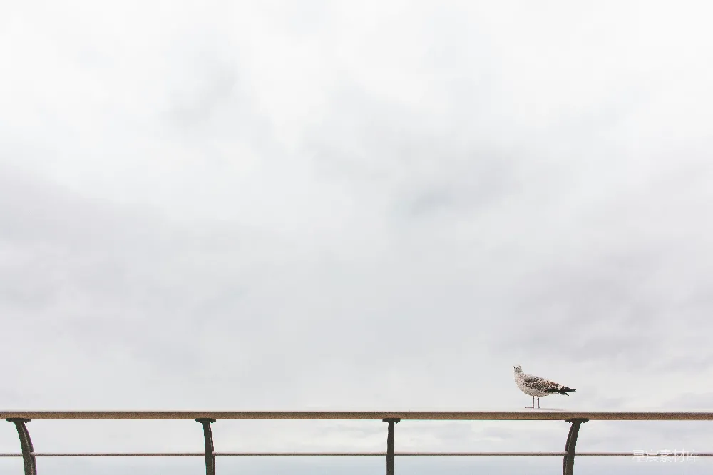 高清摄影 海鸥 孤独 天空 栏杆 静谧 孤独的海鸥