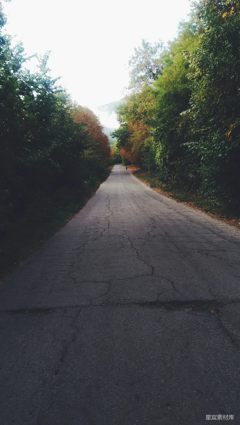高清摄影 森林 道路 孤独 自然 风景 林荫道上的孤独身影