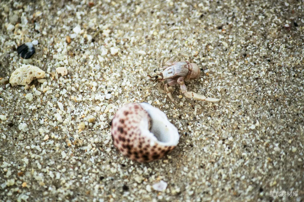 高清摄影 海滩 自然 动物 沙滩 生活 沙滩上的寄居蟹
