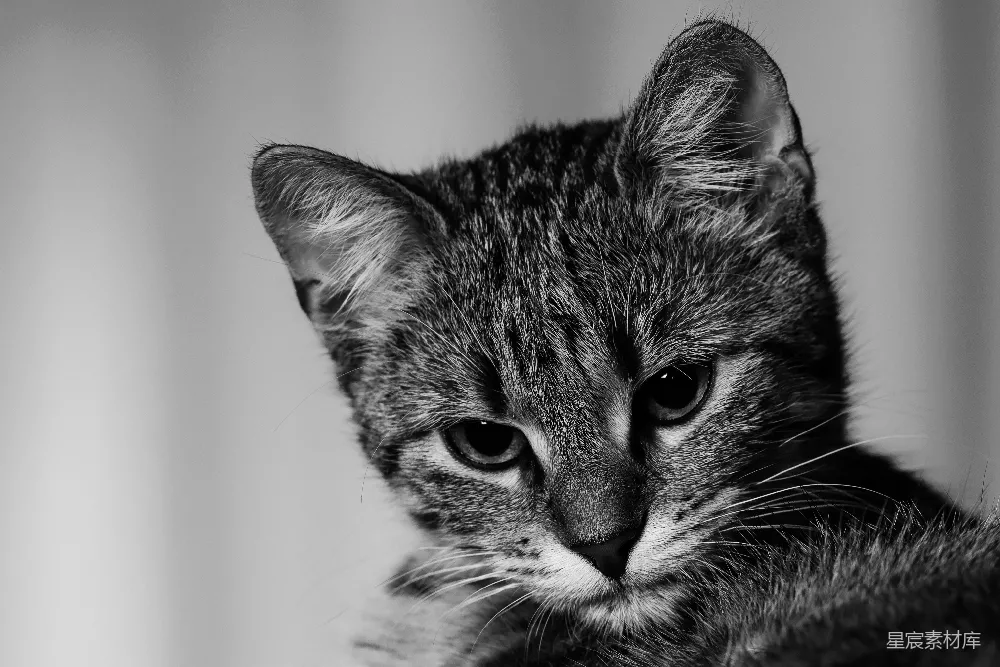 高清摄影 猫咪 黑白 特写 宁静 宠物 猫咪的凝视