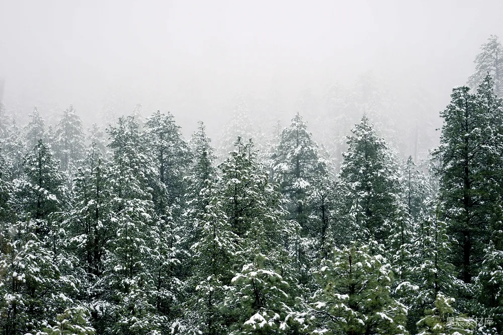 高清摄影 雪景 松树 自然 冬季 户外 冬日雪景中的松树林