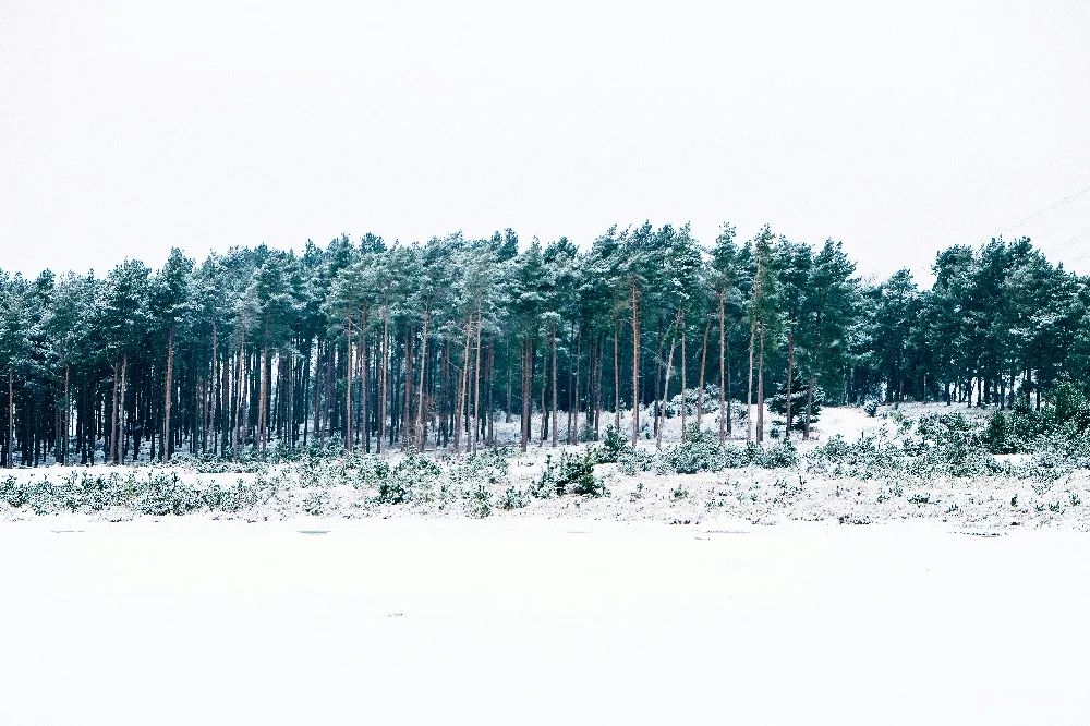 高清摄影 冬季 自然 雪景 森林 宁静 冬日森林雪景