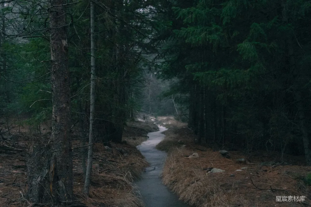 高清摄影 森林 小溪 宁静 自然 风景 幽静森林中的小溪